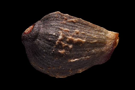 Smallanthus sonchifolius - yacon