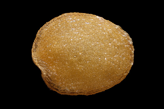 Solanum abutiloides - dwarf tamarillo