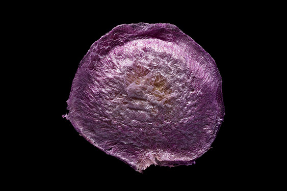 Solanum betaceum - tamarillo