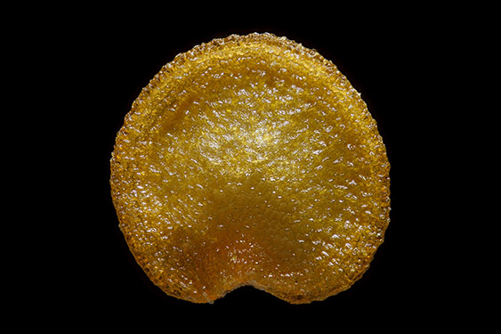 Solanum quitoense - naranjilla