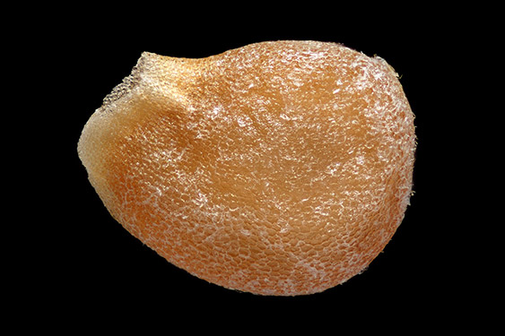 Solanum tuberosum - potato