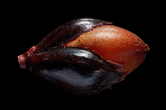 Sorghum bicolor - sorghum