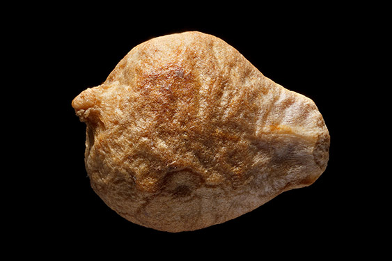 Spinacia oleracea - spinach