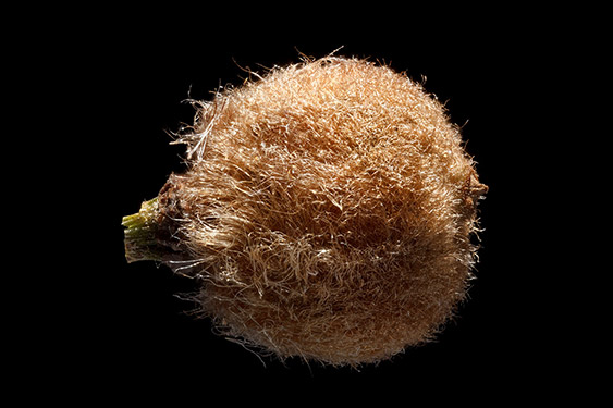 Tilia cordata - Small Leaved Lime