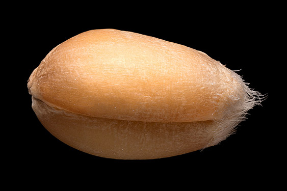 Triticum aestivum - wheat