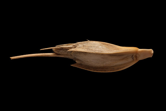 Triticum monococcum - einkorn wheat