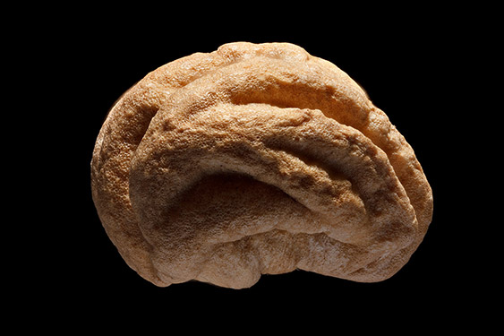 Tropaeolum majus - nasturtium