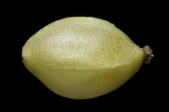 Urtica dioica - common nettle