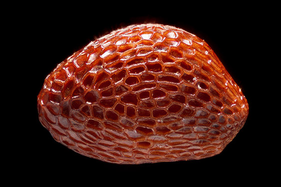 Vaccinium corymbosum - blueberry