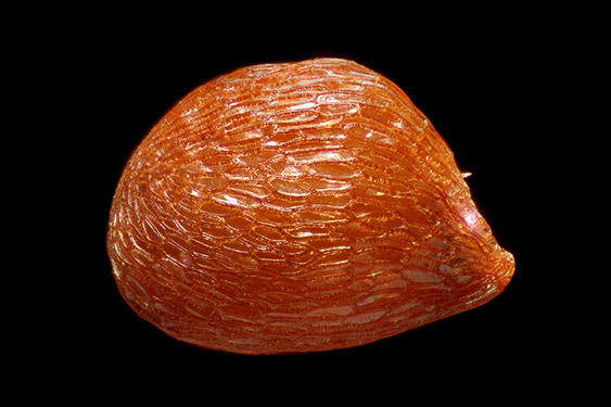 Vaccinium myrtillus - bilberry