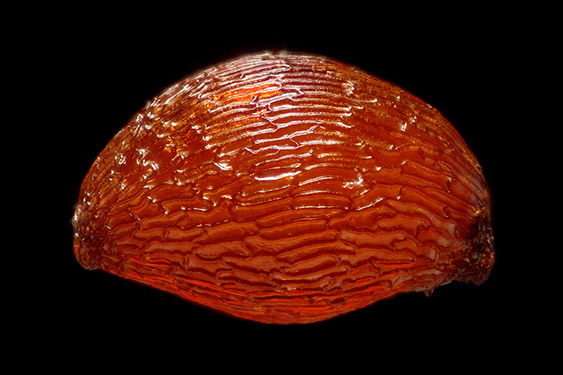 Vaccinium vitis idaea - lingonberry