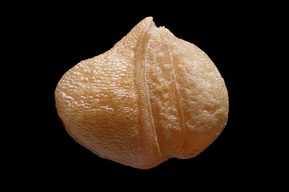 Valerianella locusta - corn salad