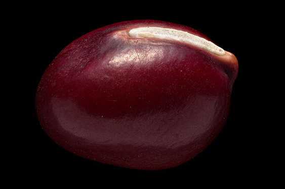 Vigna angularis - adzukibean