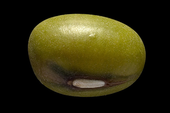 Vigna radiata - mungbean