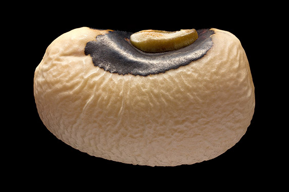 Vigna unguiculata - blackeyedpea